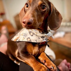 Let's Celebrate Champagne Dog Dog Bandana Engagement Dog Bandana I do Dog Bandana Graduation Dog Bandana Wedding Dog Bandana image 2