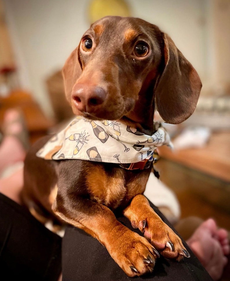 Let's Celebrate Champagne Dog Dog Bandana Engagement Dog Bandana I do Dog Bandana Graduation Dog Bandana Wedding Dog Bandana image 2