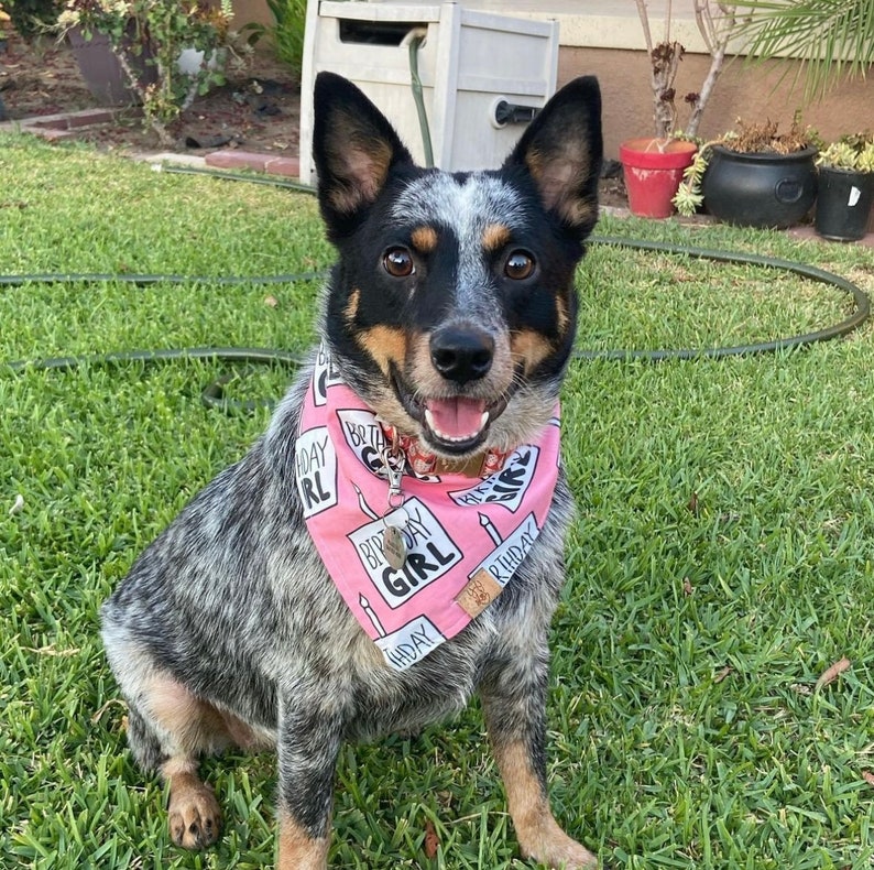 Birthday Girl Dog Bandana Dog Birthday Birthday Girl Tie On Dog Bandana image 7