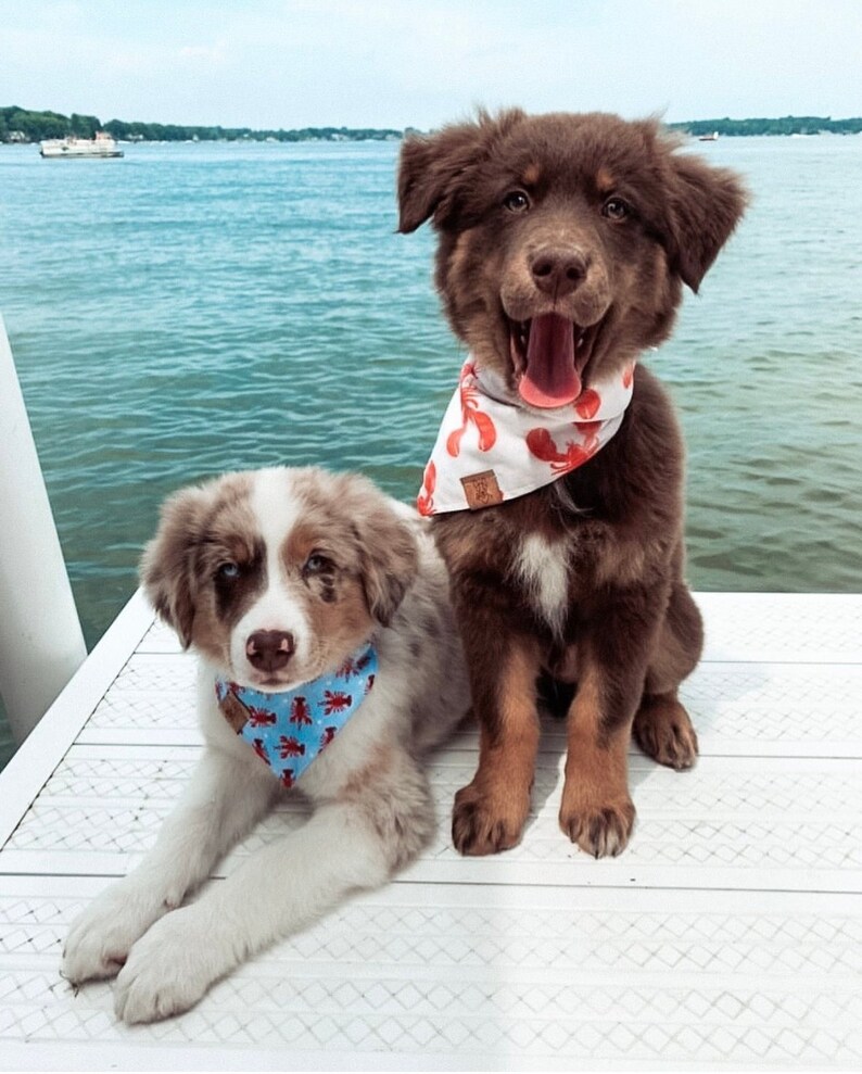 You're My Lobster Blue & Red Lobster Bandana Friends Dog Bandana Tie On Dog Bandana Lobster Print Summer Dog Bandana Lake Dog image 1