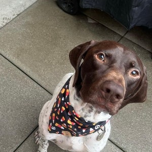 Candy Corn Tie On Dog Bandana Halloween Dog Bandana Skull Dog Bandana Fall Dog Bandana Candy Dog Bandana Dog Halloween Costume image 2