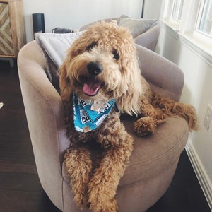 Birthday Boy Dog Birthday Tie On Dog Bandana image 2