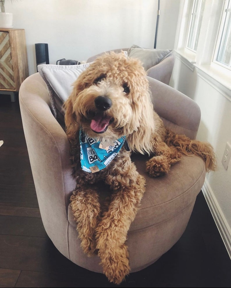 Birthday Boy Dog Birthday Tie On Dog Bandana image 2