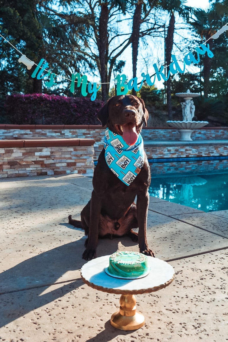 Birthday Boy Dog Birthday Tie On Dog Bandana image 7