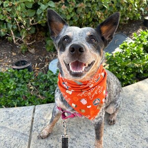 Pumpkin Spice Tie On Dog Bandana Thanksgiving Dog Bandana Fall Dog Bandana Pumpkin Dog Bandana Dog Mom/Dad Gift Pie Dog Bandana image 2