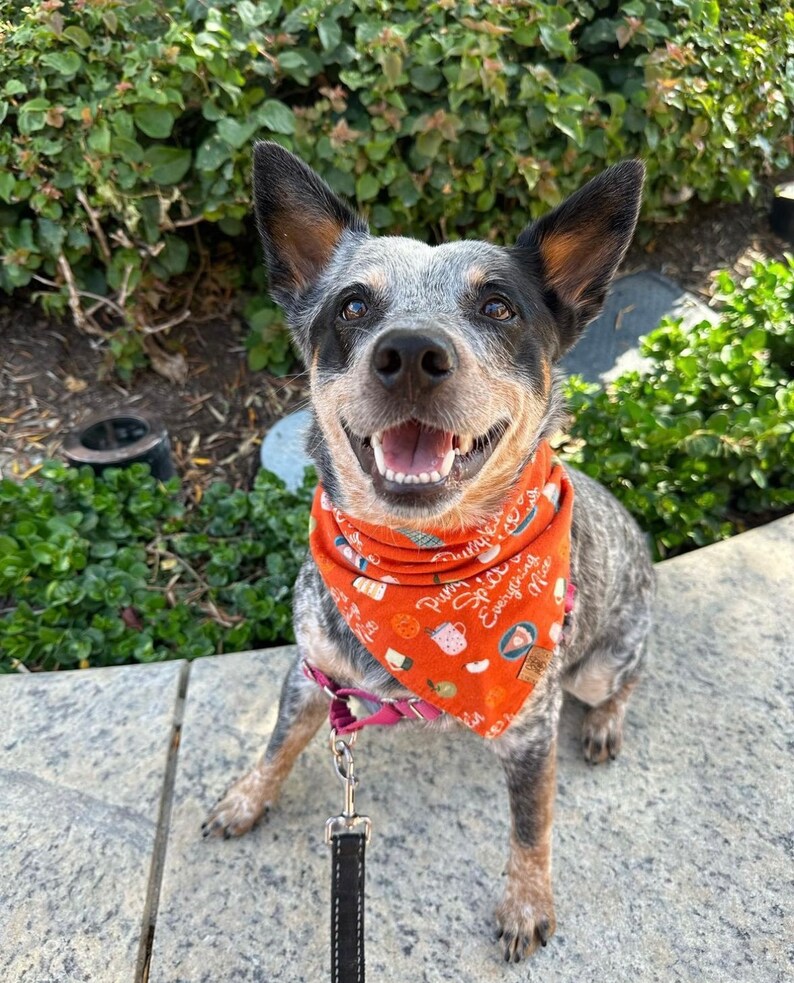 Pumpkin Spice Tie On Dog Bandana Thanksgiving Dog Bandana Fall Dog Bandana Pumpkin Dog Bandana Dog Mom/Dad Gift Pie Dog Bandana image 2