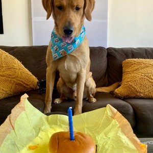 Birthday Boy Dog Birthday Tie On Dog Bandana image 3