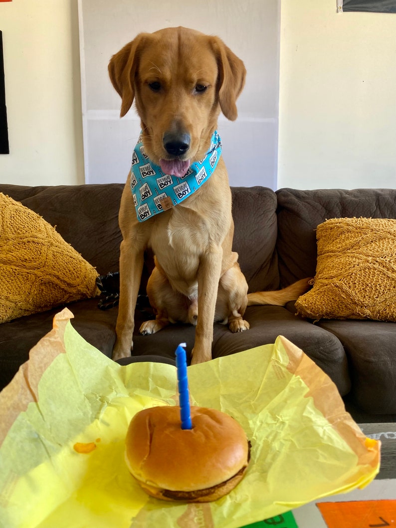 Birthday Boy Dog Birthday Tie On Dog Bandana image 3