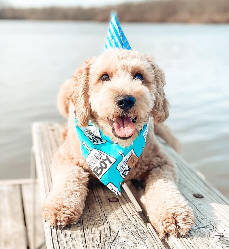 Birthday Boy Dog Birthday Tie On Dog Bandana image 6