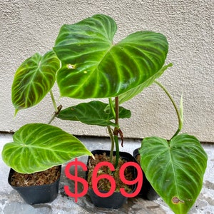 US seller Philodendron verrucosum five different sizerooted cutting two leaves normal