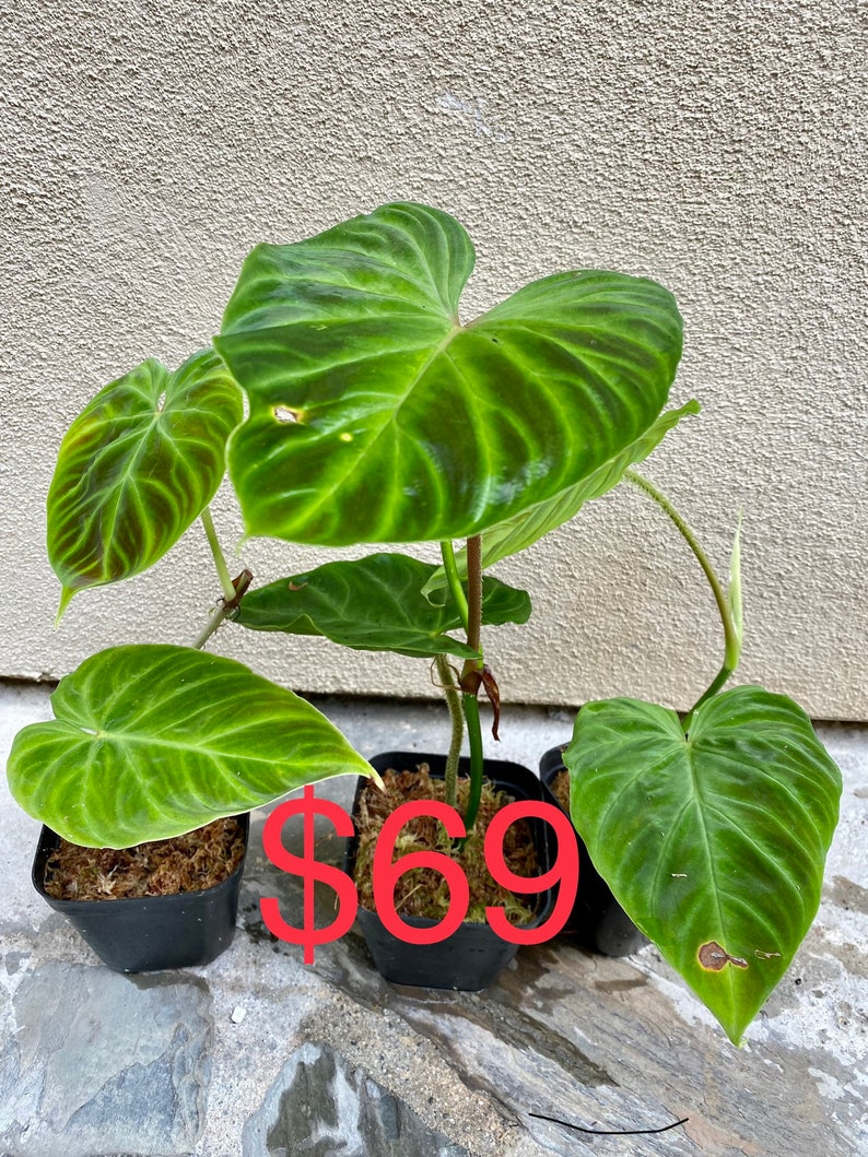 US seller Philodendron verrucosum five different sizerooted cutting two leaves normal