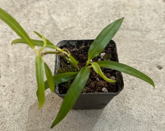 Philodendron chinchamayense rooted