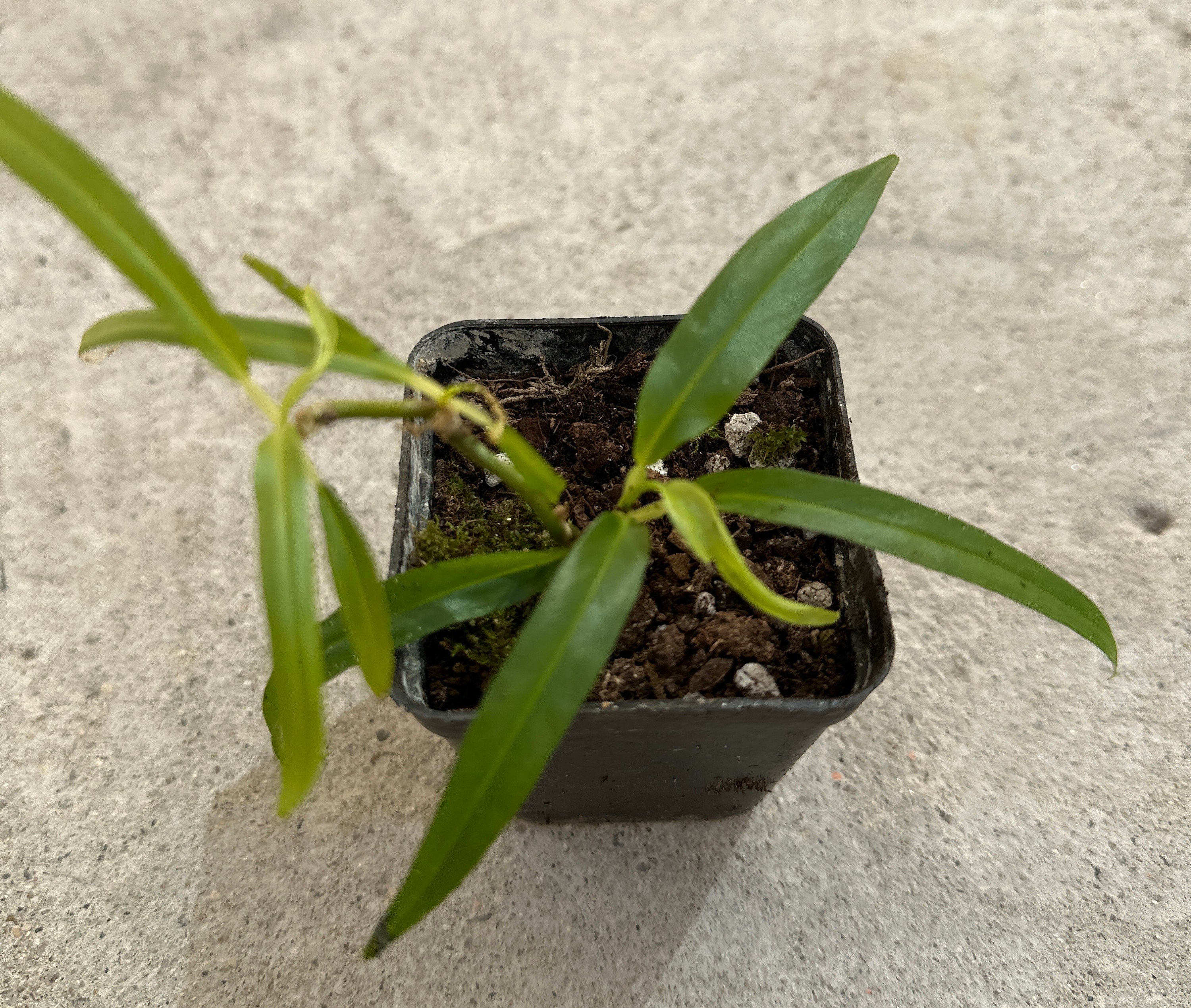 whale fin snake plant Variegated Whale Fin Snake Plant