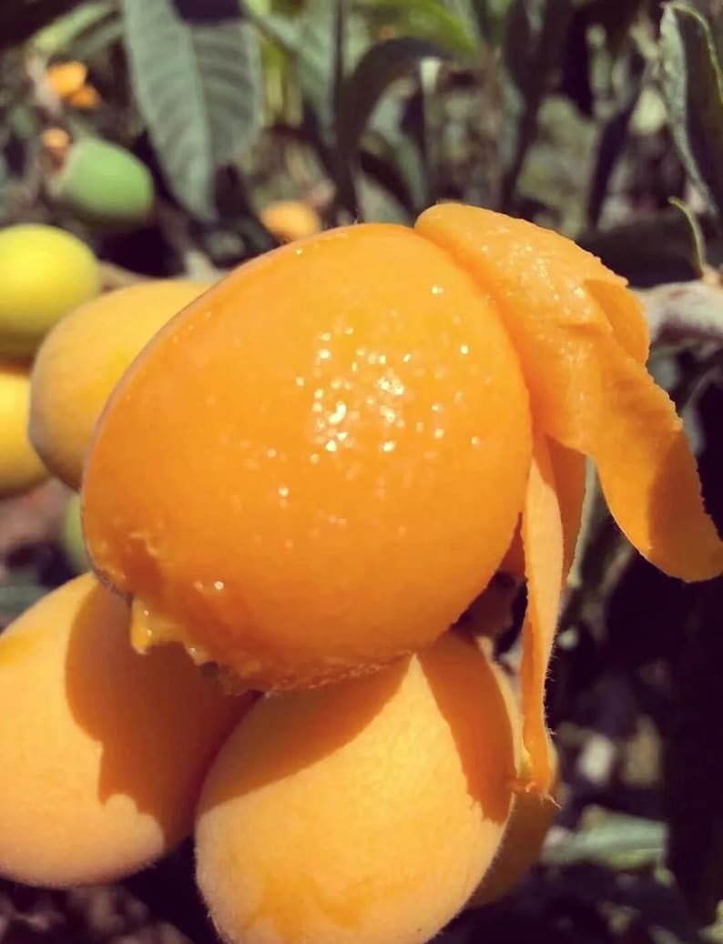 Loquat Tropical Fruit Live Tree | Non GMO Naturally Grown Seedling 4 ...