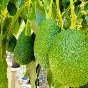 Hass Avocado Tree  1 ft Hass avocado live fruit seeding plant /Hass/ Persea americana