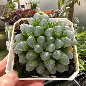 Rare Unique Potted Succulent Plant - 2 inch Potted Haworthia Cooperi