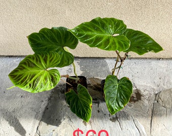 Special sale 'cheap small damaged plants' US seller Philodendron verrucosum (rooted!)