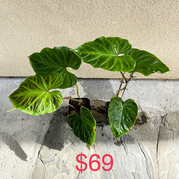 Special sale 'cheap small damaged plants' US seller Philodendron verrucosum (rooted!)