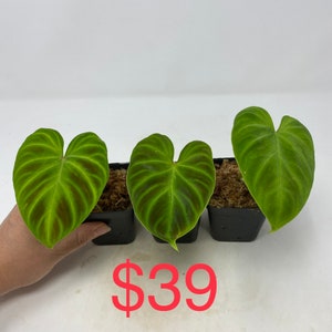 US seller Philodendron verrucosum five different sizerooted cutting One leaf small
