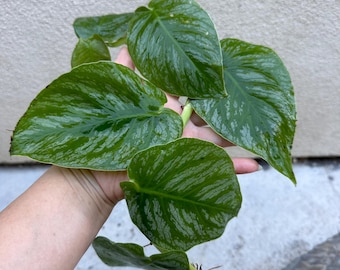 liguster preis Liguster – Ligustrum vulgare ‘Atrovirens’ (Hecke) main image 1