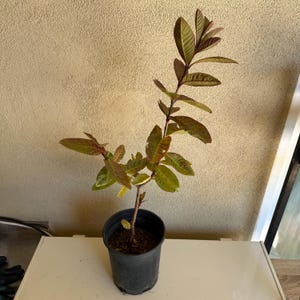 Two years grafting Thai Guava, in 1gallon Pot, Jambu Batu, Psidium guajava, Ferang, White Guava tree, 1.5feet.