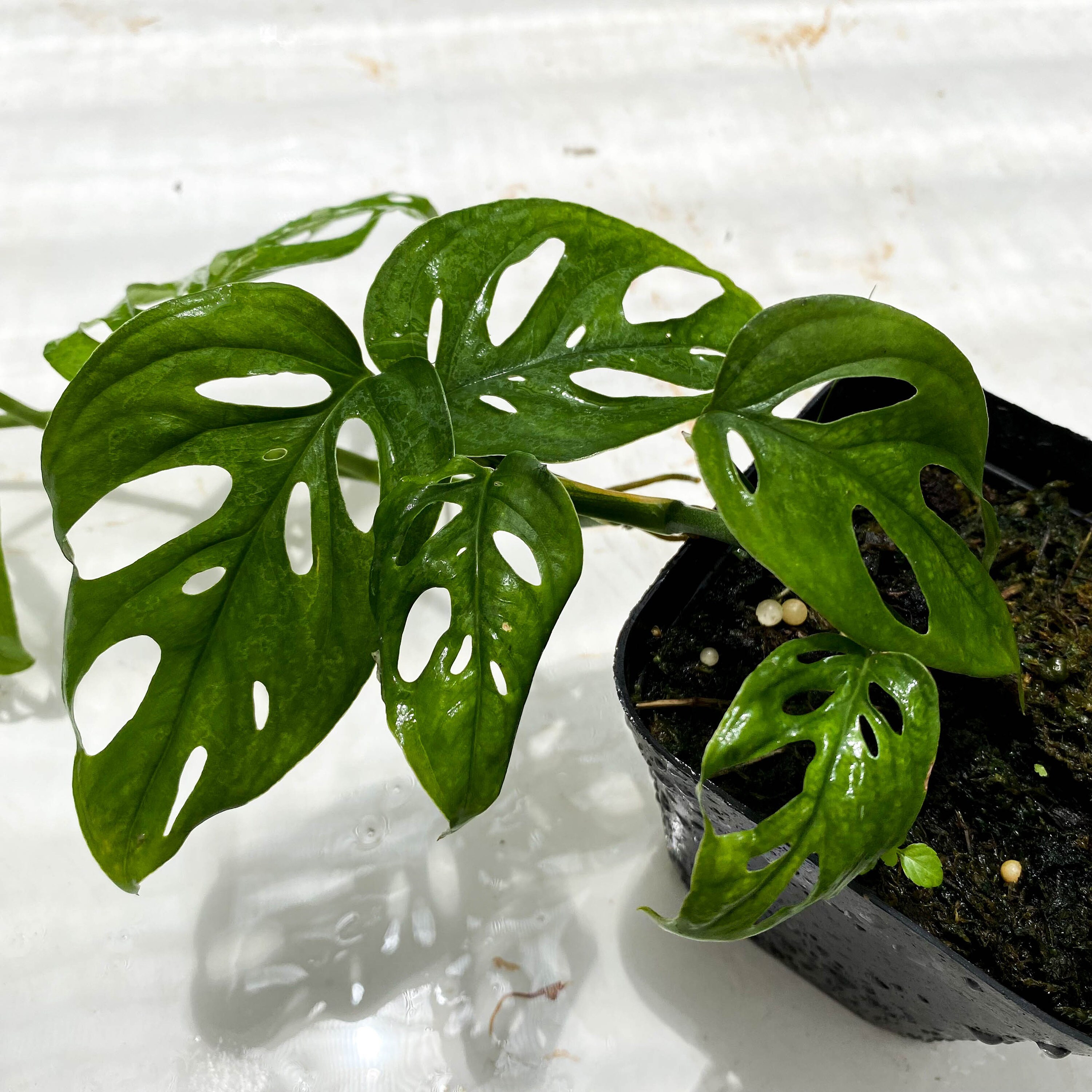 Monstera adansonii Philodendron Swiss Cheese '4 inch Etsy