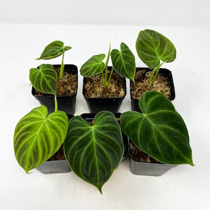 US seller Philodendron verrucosum super 'Mini' red back (cutting)