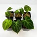 see more listings in the Philodendron verrucosum section