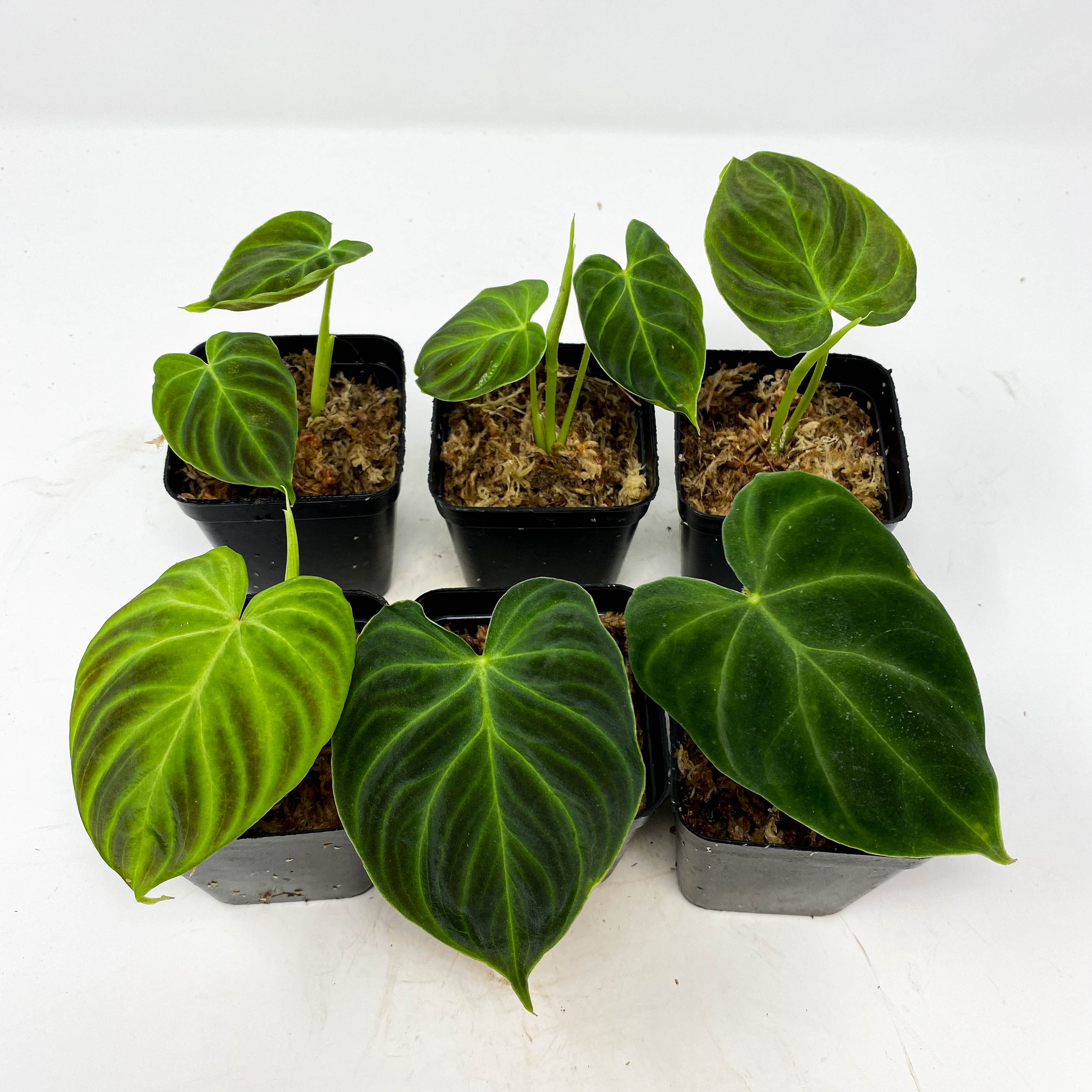 US seller Philodendron verrucosum super 'Mini' red back (cutt…