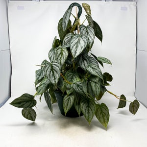Philodendron Brandiatum (5 Different Size!) - Etsy