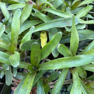Bromeliads send randomly
