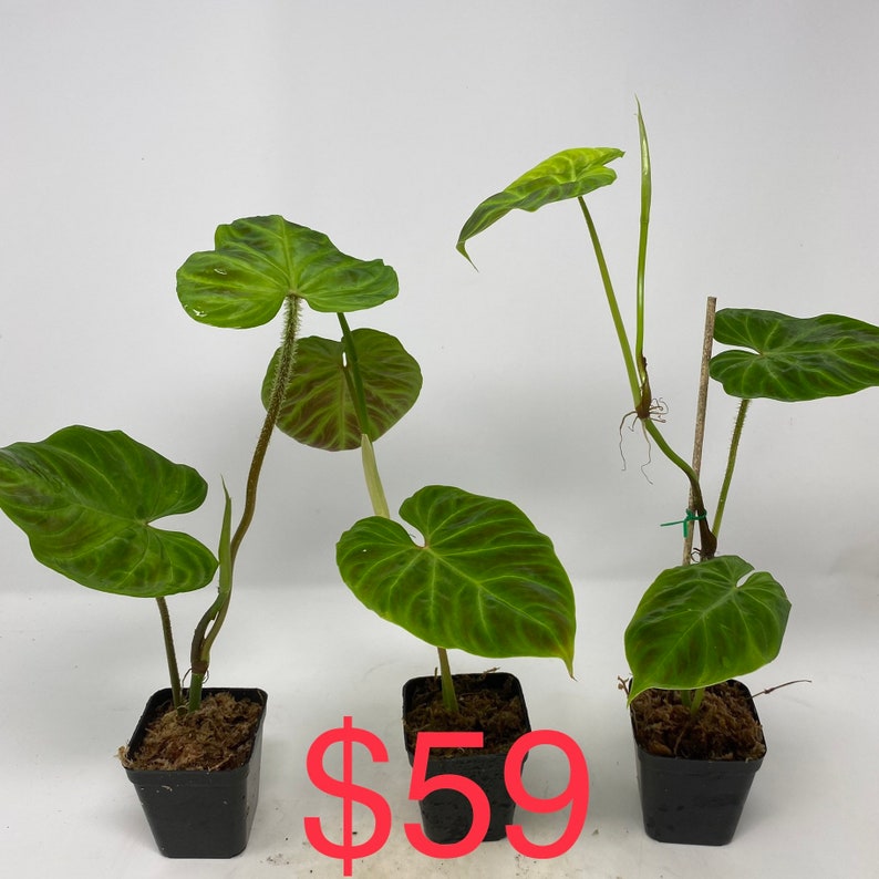 US seller Philodendron verrucosum five different sizerooted cutting Three leaves small