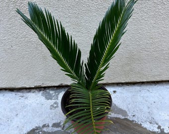 Sago Palm Pup in a 4” pot