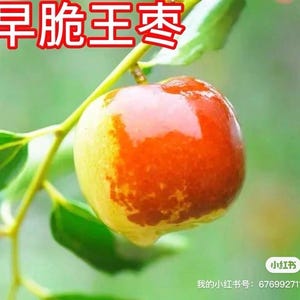 早脆王枣树苗 Early Crisp King Jujube Tree 3 years