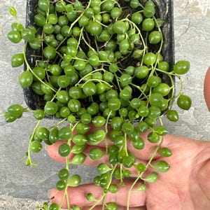 string of pearls plant(4”pot)rooted plant