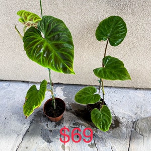 Special sale 'cheap small damaged plants' US seller Philodendron verrucosum rooted image 8