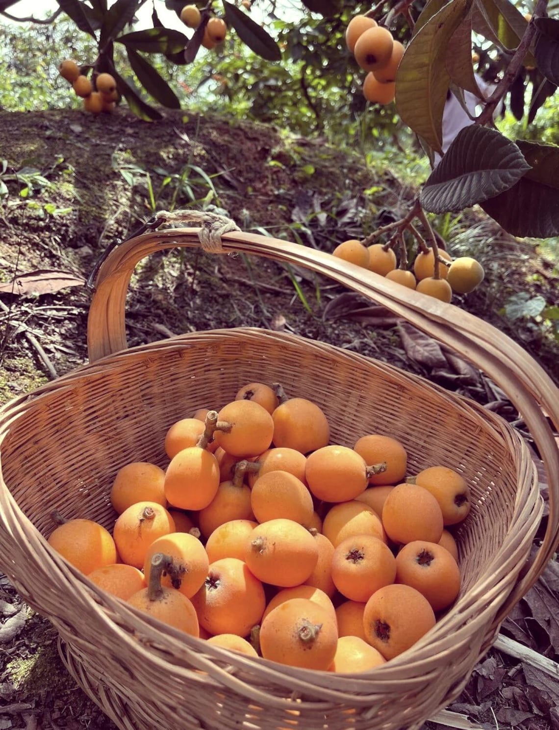 Loquat Tropical Fruit Live Tree | Non GMO Naturally Grown Seedling 4 ...