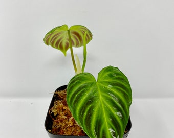 US seller Philodendron verrucosum ' (CUTTING!!!) two leaves with one up coming.