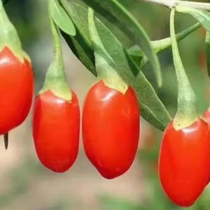 Goji berry plant, wolfberry, (Lycium barbarum)  Chinese US Seller