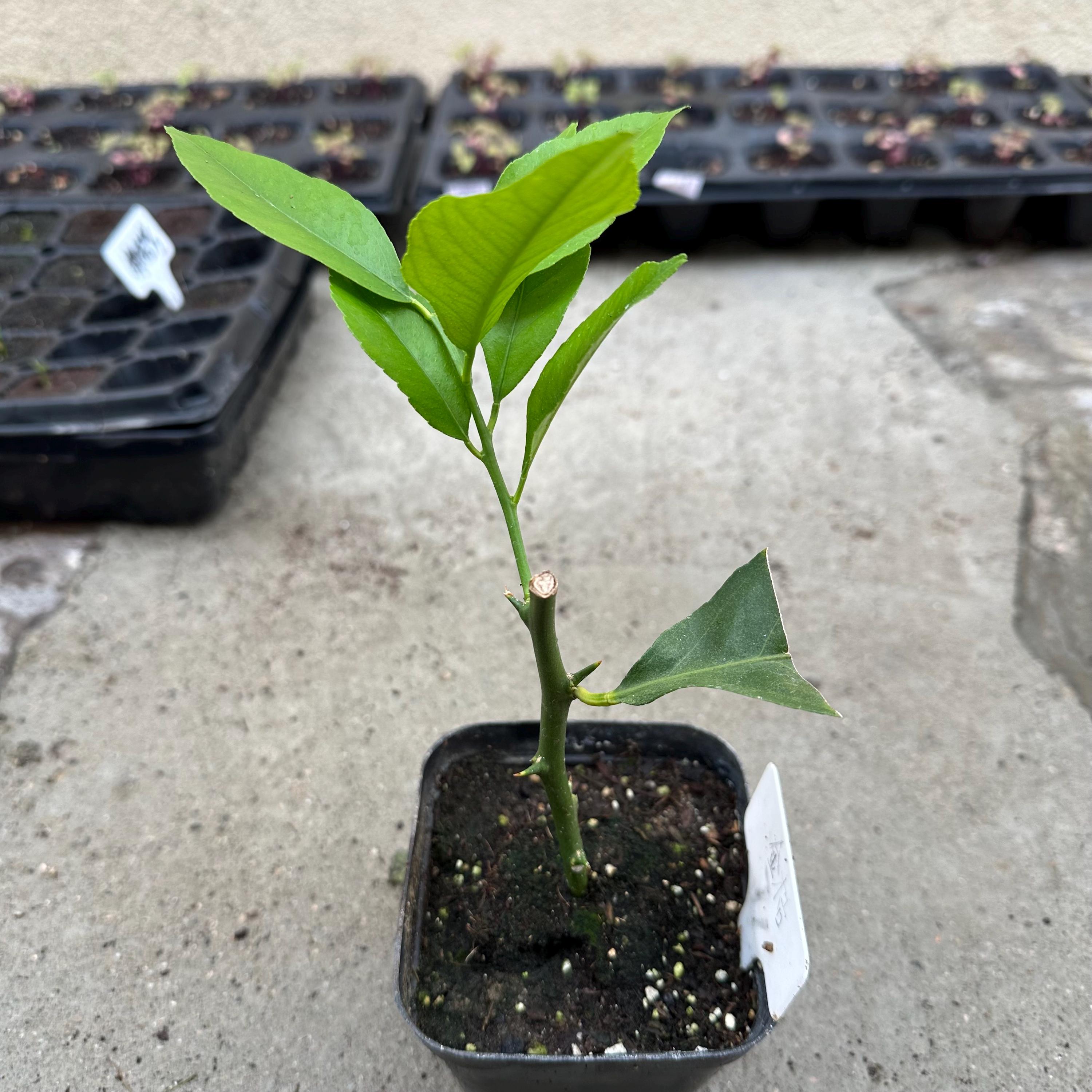 Small kumquats, planted in 4-inch pots rooted from cutting