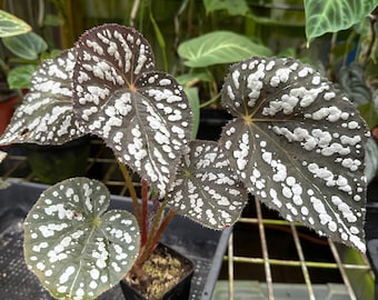 Begonia luzonensis