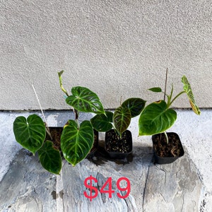 Special sale 'cheap small damaged plants' US seller Philodendron verrucosum rooted 49