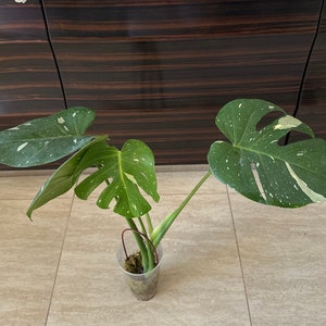 Monstera Thai Constellation : Indoor Plants - Easy Care Houseplant - Starter Plant ,Live Indoor, Easy to Grow - Beginner Plant