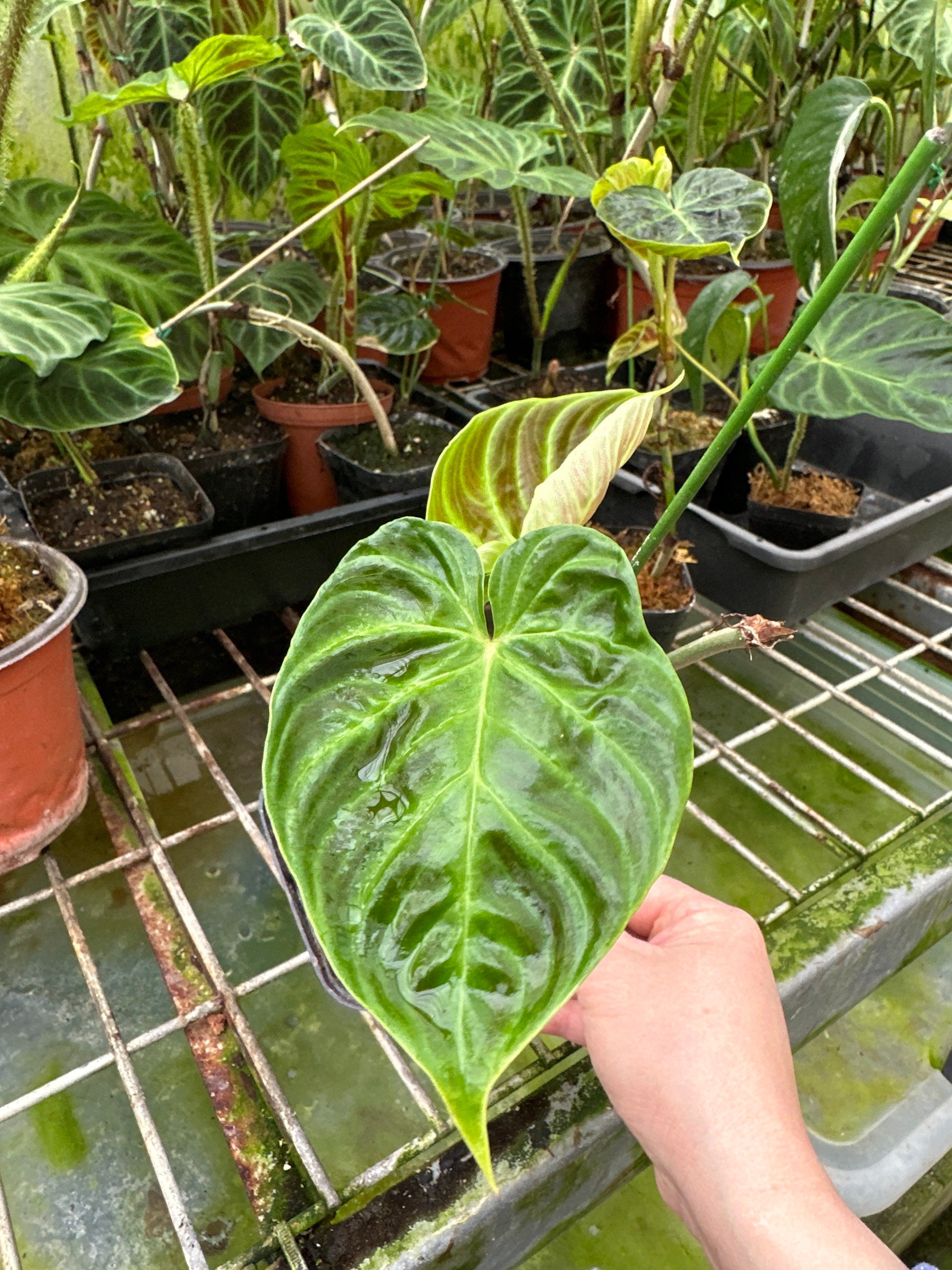 US Seller Philodendron Verrucosum Super 'mini' Red Back (cutting