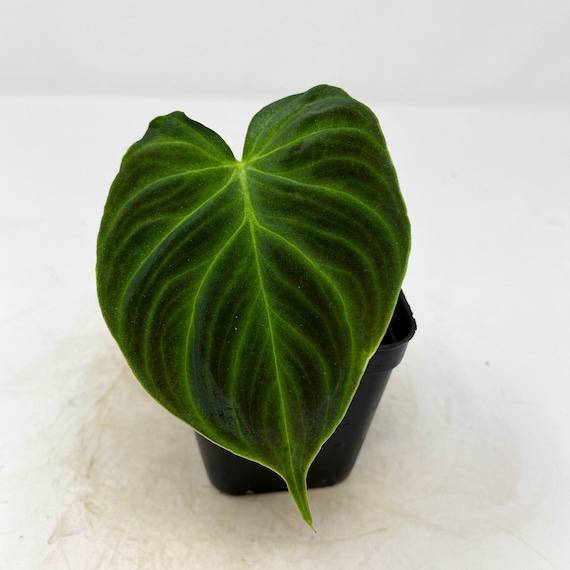 US Seller Philodendron Verrucosum Super 'mini' Red Back (cutting) - Etsy