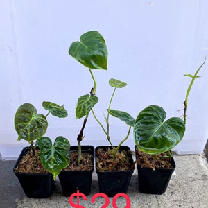 Special sale 'cheap small damaged plants' US seller Philodendron verrucosum rooted 29