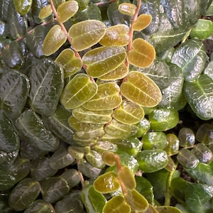 Marcgravia sp. Mendez Cuttings