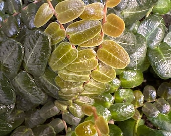 Marcgravia sp. Mendez Cuttings