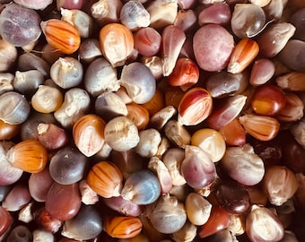 Glass Gem Corn, gorgeous, 50seeds, rare heirloom, original strain, non GMO, ornamental flint corn, legendary beauty, Gem Corn Seed
