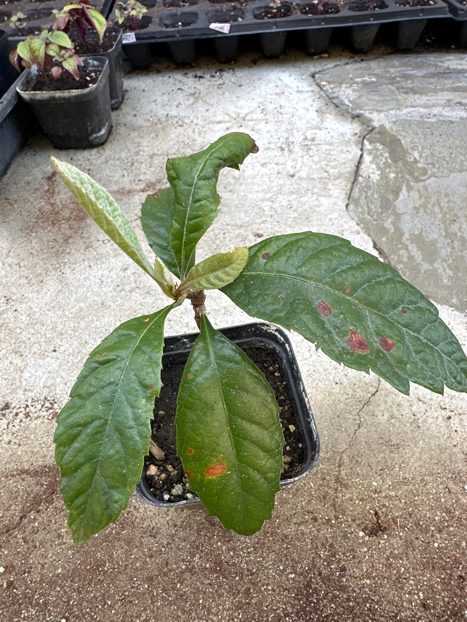 Loquat Tropical Fruit Live Tree | Non GMO Naturally Grown Seedling 4 ...